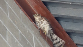 Michigan stranded hawk rescued from parking garage stairwell