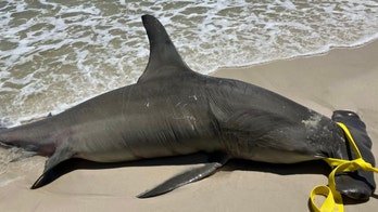 Critically endangered great hammerhead shark found dead on Alabama beach was pregnant with 40 pups