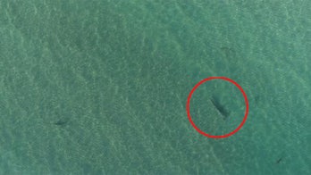 Dramatic video captures hammerhead going after group of sharks