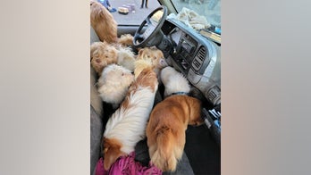 Dozens of dead dogs, cats found in pick-up truck parked at New Jersey strip mall, dozens more rescued