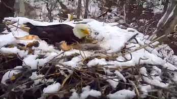 Minnesota EagleCam shows wind whipping nest out of tree, killing young eagle