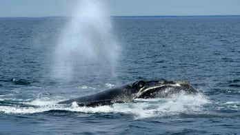 Endangered Species Act helped save Massachusetts' whale population