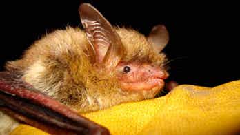Climate change, disease, habitat loss killing bats across North America, according to scientists