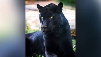 New Jersey police put black panther social media rumors to rest