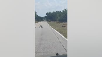 Alligator and bobcat spotted crossing Florida road: 'Saw something moving'