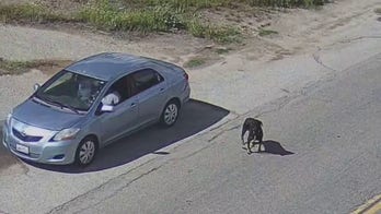 Drivers seen dumping dogs on remote road in California