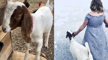 California mother sues cops after 'sham criminal pursuit' ends in slaughter of daughter's pet goat