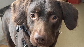 Alcoholic dog suffered 'withdrawal' after owner died, shelter claims: 'A first for us'