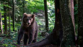 Bear attacks man walking his dog in Slovenia