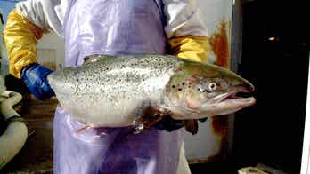 Maine fish hatchery agrees to make changes to reduce discharge in Alamoosook Lake