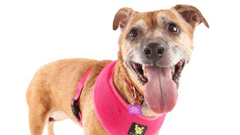 Dog in California seeks forever home: 'All-American' pup is ‘always smiling’