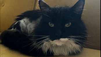 Maryland cat named Oyster hopes to be the pearl of a new family