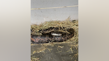 Texas mom leaps into action to remove snake from daughter's car: 'Don't try this at home'