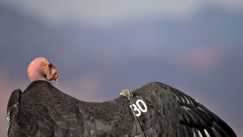 California condors killed by avian flu in northern Arizona