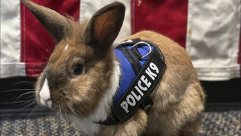 Just in time for Easter, a rabbit has been added to police force in one California city