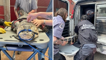 Huge alligator in Pennsylvania, measuring 8 feet, removed from residents' basement: 'Could hear him hissing'