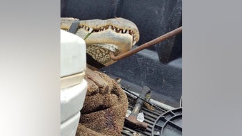 Elderly Florida man's leg bitten off by alligator, officials say