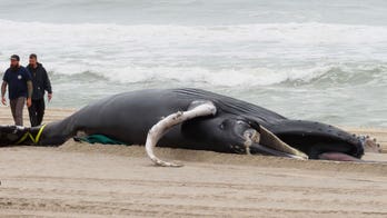 NJ Republicans eye wind turbine construction moratorium over whale death concerns