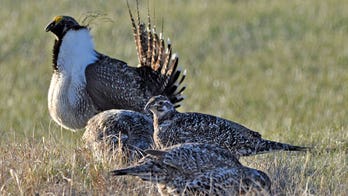 Bi-state sage grouse considered for threatened status for third time in 10 years