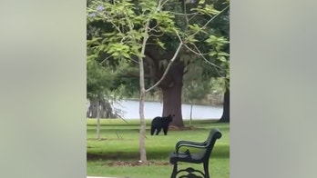Black bear spotted in Orlando neighborhoods killed by car: officials