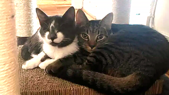 Maryland kitties Glenda and Saturn, two 'super-friendly felines,' are looking for a home together