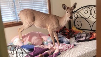 Deer breaks through window of Michigan home, jumps on family's bed