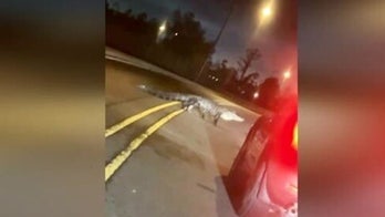 Louisiana driver screams in disbelief over massive alligator crossing road: 'Look how big this b---h is!'