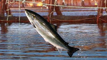 New Hampshire group proposes 1st offshore fish farming in the East Coast