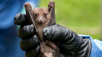 Un brote mortal del virus de Marburgo en Ruanda tiene a las autoridades sanitarias en alerta máxima