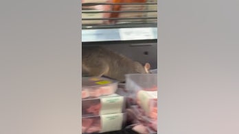 Huge possum seen crawling through meat section of grocery store: 'Shocked'