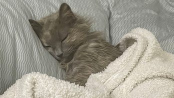 Utah kitty in need of a home is both 'confident' and 'chill' — and looking for a family to love