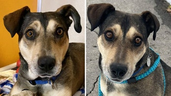 Utah rescue dog is looking for a new home: Leo will be 'right by your side’