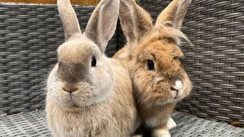 Animal lover personally saved over 200 pet rabbits: Finds her work 'very fulfilling'