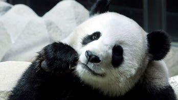 Thailand panda that was on a loan from China suddenly and mysteriously dies at zoo