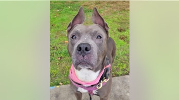Florida family reunites with dog who spent 301 days in a Texas animal shelter