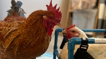 Pennsylvania rescue rooster falls for a disabled hen — and now has something to crow about
