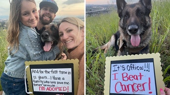 Senior dog in California on the verge of being euthanized is adopted, beats cancer