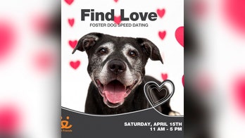 Los Angeles shelter hosts 'speed dating' event for dog adoptions: See their 'real personalities'