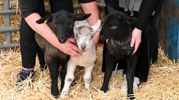 Woman saves three lambs meant for the ‘dinner table’ in heroic story