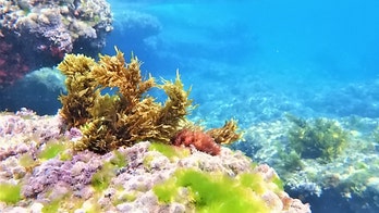 'Super seaweed' on the way for health and medicine? Israeli scientists say we can 'learn from nature'