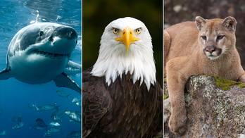 American wildlife quiz! How well do you know these stats and facts about animals in the United States?