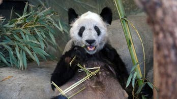 Chinese giant panda Ya Ya leaves Memphis Zoo after 20 years in the US
