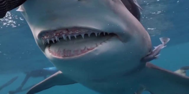 Snooty is a viral sensation thanks to her big toothy grin.