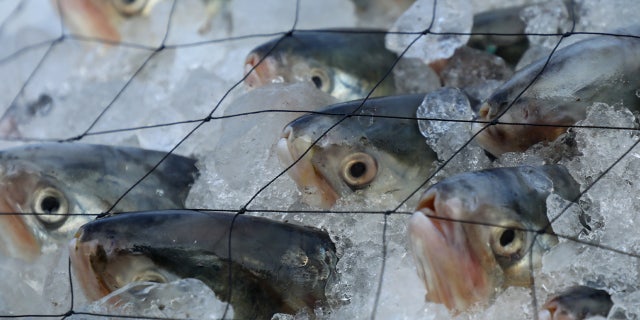 MD Jobul Hussain allegedly grew angry after he was unable to buy frozen fish at a market in Michigan.