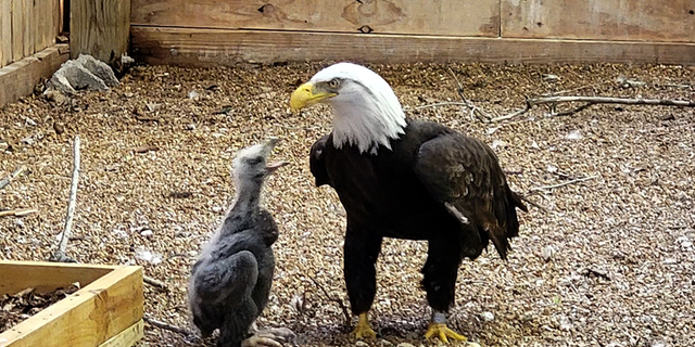 Eaglet chick peeps at foster dad, Murphy, for more food at the World Bird Sanctuary in Valley Park, Missouri, on April 13, 2023.