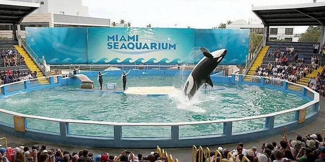 There are plans to release the killer whale Lolita, and return to the Pacific Northwest. 