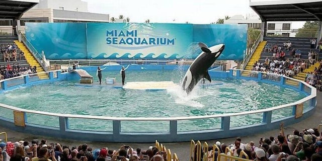 There are plans to release Lolita the killer whale, back to the Pacific Northwest.