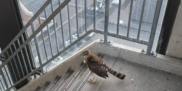 Animal rescuers in East Lansing, Mich., came to the assistance of a young Cooper's hawk found stranded in a parking garage stairwell.