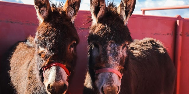 Teller County Animal Control provided an evacuation service for residents to drop their animals off.