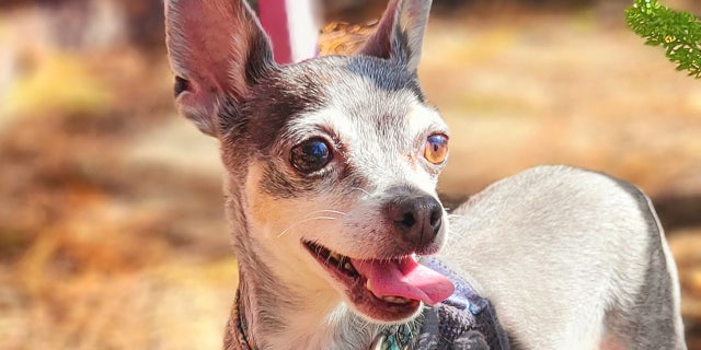 Platinum loves to spend time with the other dogs in her foster home.